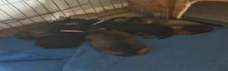 Kruising honden te koop: Teckel pups  - Advertentie 8