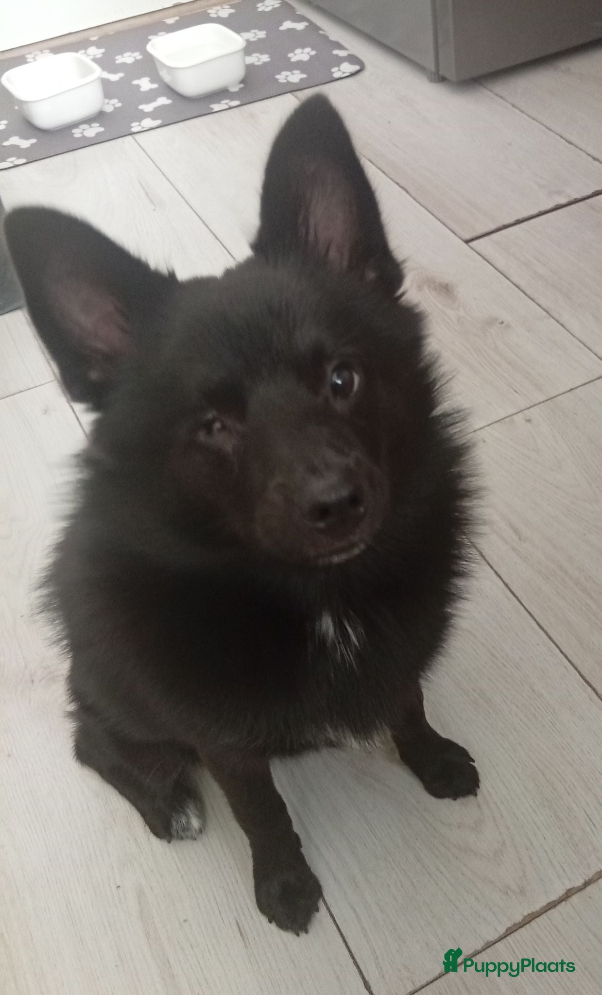 Pomchi honden Super lieve puppy 5 maanden - Advertentie 1