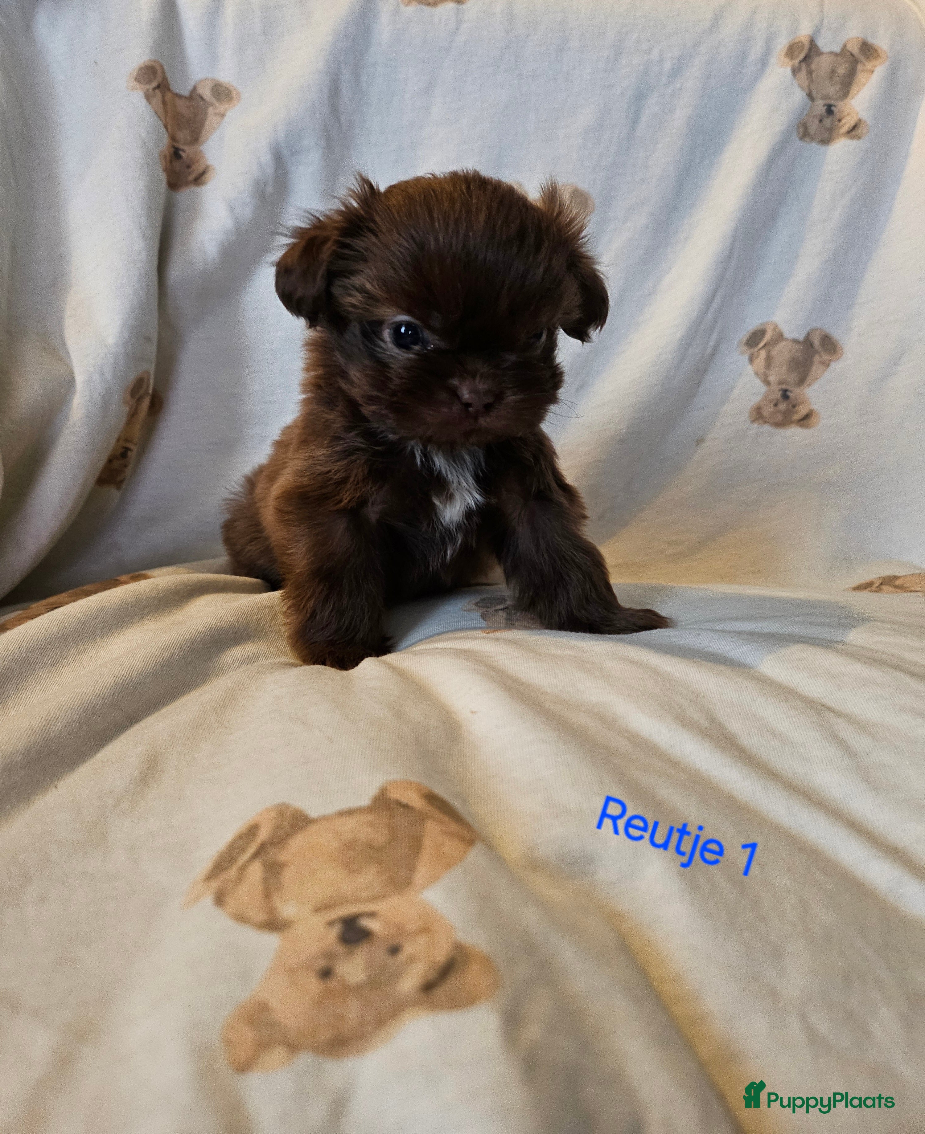 Shih Tzu honden 3 Mooie shih tzu reutje en 1 teefje - Advertentie 1