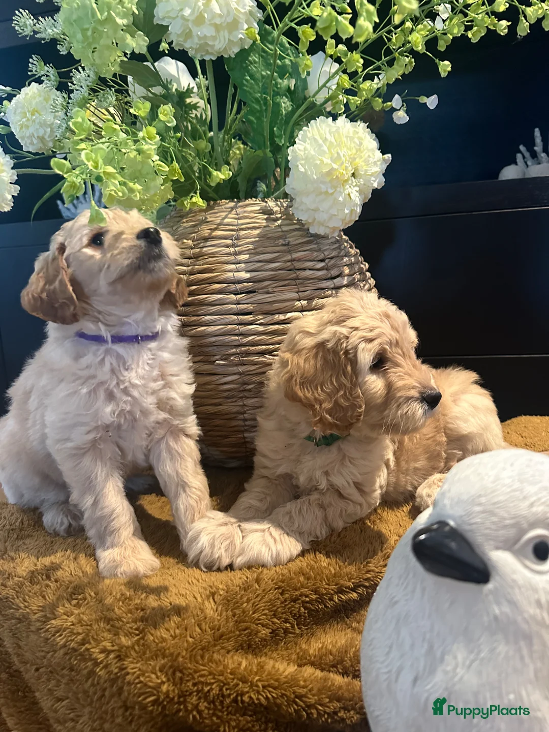 Australian Labradoodle honden te koop: 2 prachtige Australian Labradoodle teefjes - Advertentie 2