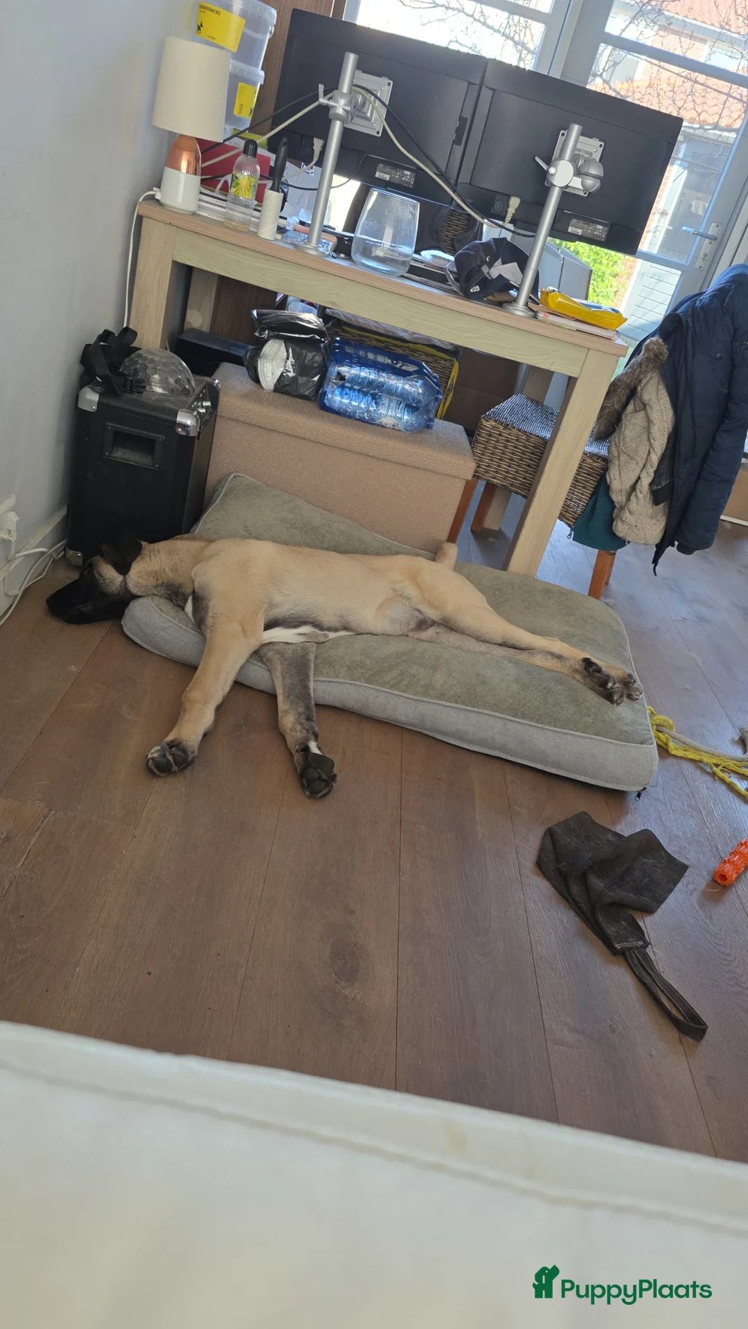 Anatolische Herdershond honden te koop: Anatolische pup reu te koop in Beverwijk - Advertentie 2