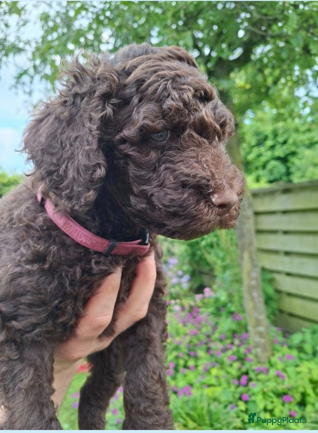 Labradoodle honden Chocolade bruine labradoodle puppies - Advertentie 1
