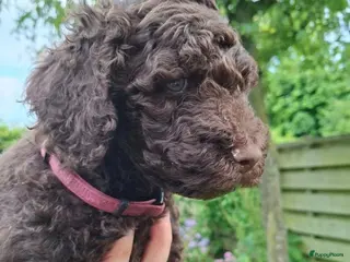 Labradoodle honden Chocolade bruine labradoodle puppies - Advertentie 1