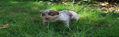 Australian Shepherd Puppy 1