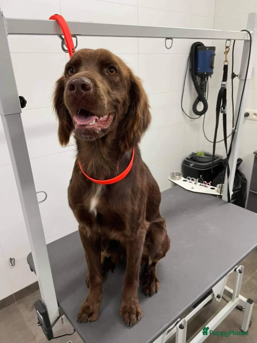 Duitse Staande Hond Langhaar honden te koop: Verwacht duitse staande Langhaar pups - Advertentie 8