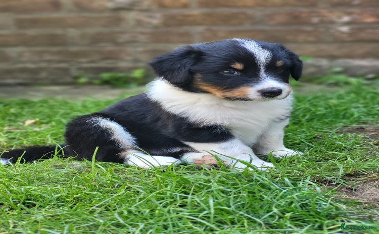 Australian Shepherd honden - Advertentie 7