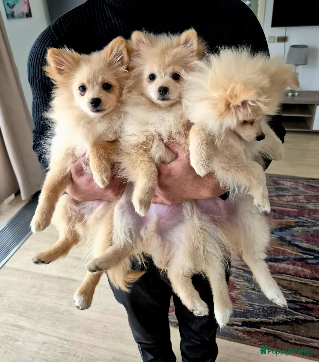 Pomeriaan honden te koop: drie pluizige baby's - Advertentie 1