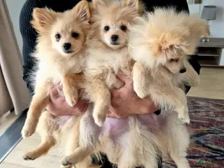 Pomeriaan honden drie pluizige baby's - Advertentie 8