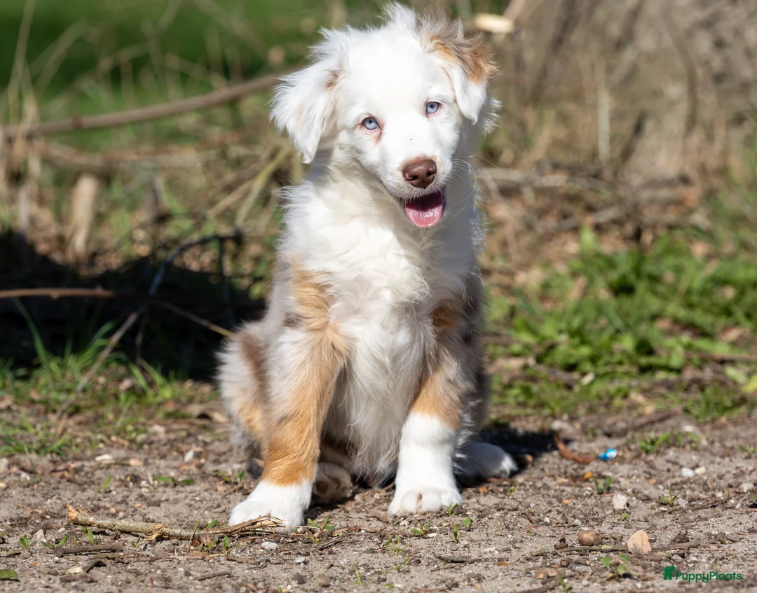 Australian Shepherd honden te koop: Miniature australian shepherd puppy’s MAS in Hellendoorn - Advertentie 2