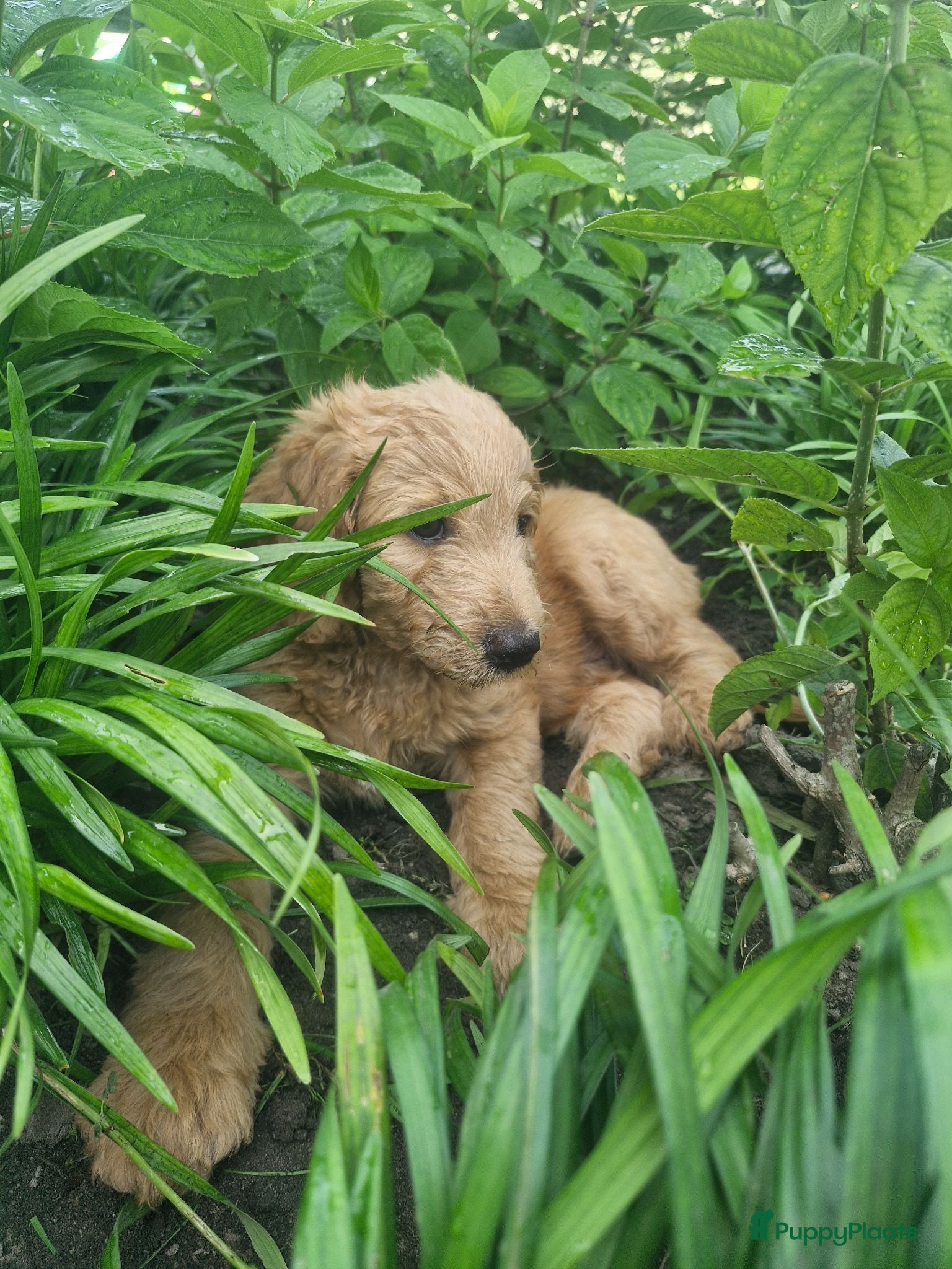 Labradoodle honden Labradoodle pups - nog 1 beschikbaar! - Advertentie 4