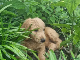 Labradoodle honden Labradoodle pups - nog 1 beschikbaar! - Advertentie 4