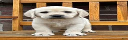 Labrador Retriever honden te koop: Gele Labrador reutjes  - Advertentie 5