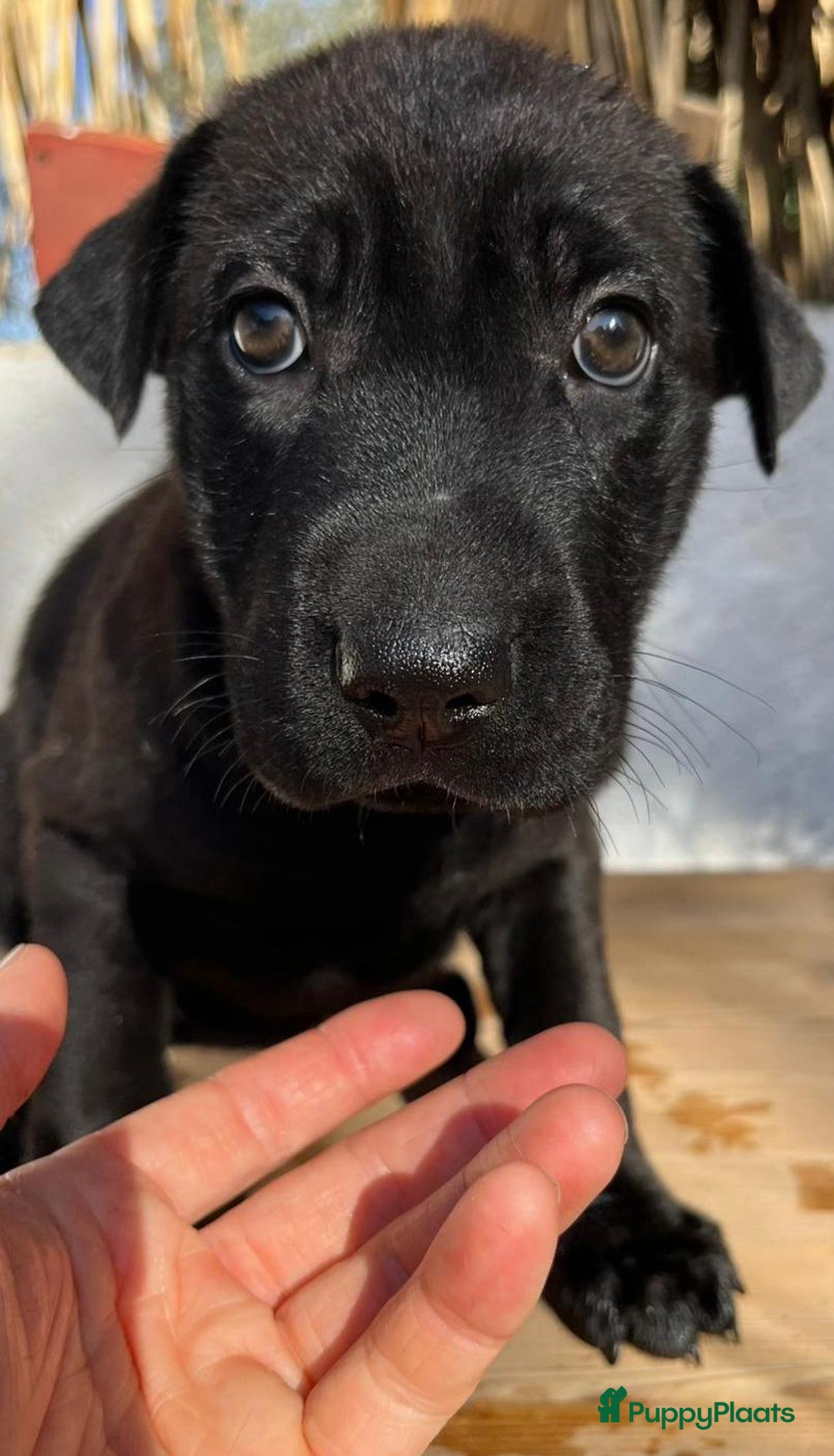 Kruising honden ter adoptie: ganie  wat een schatje en  op zoek naar huisje  - Advertentie 2