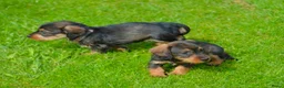 Kruising honden te koop: Supermooie teckel pups - Advertentie 5