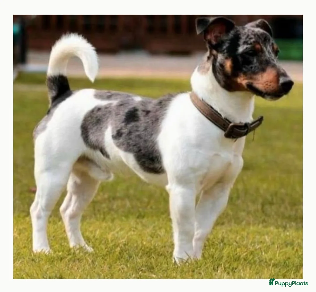 Jack Russel Terriër honden te koop: Jack Russell pups in De Wijk - Advertentie 11