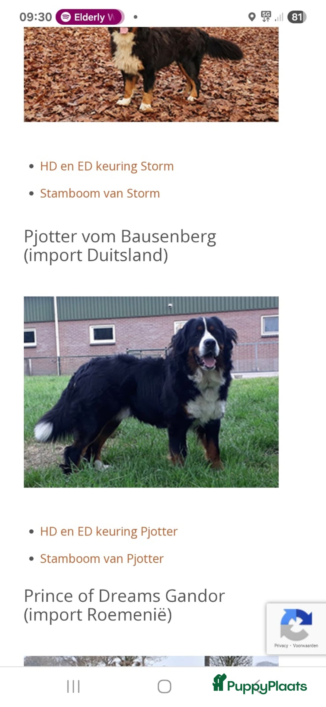 Kruising honden te koop: Boulab pups (Labrador/Berner Senner)  - Advertentie 12