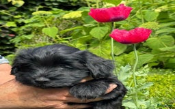 Havanezer honden te koop: Prachtige havanezermeisjes met stamboom - Afbeelding 2
