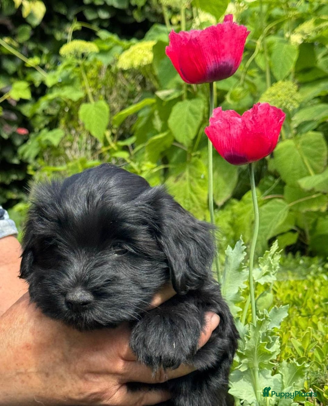 Havanezer honden te koop: Prachtige havanezermeisjes met stamboom - Afbeelding 2