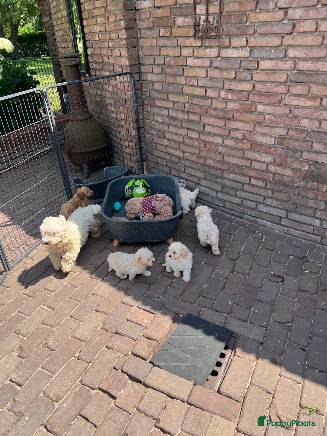 Maltipoo honden te koop: Maltipoo (Maltezer x Toy poedel) pups - Advertentie 21