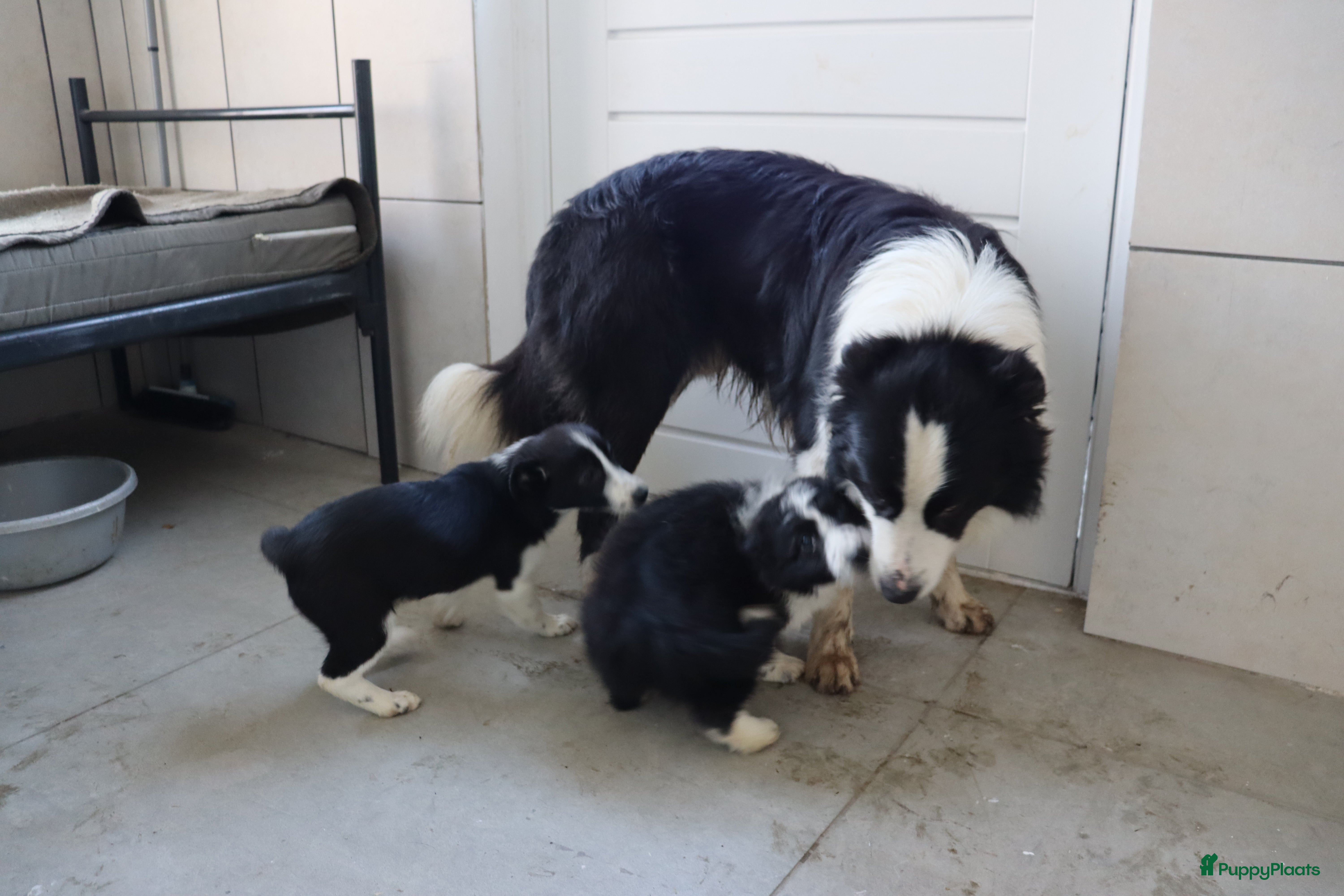Border Collie honden Lieve border collie pups te koop - Advertentie 2