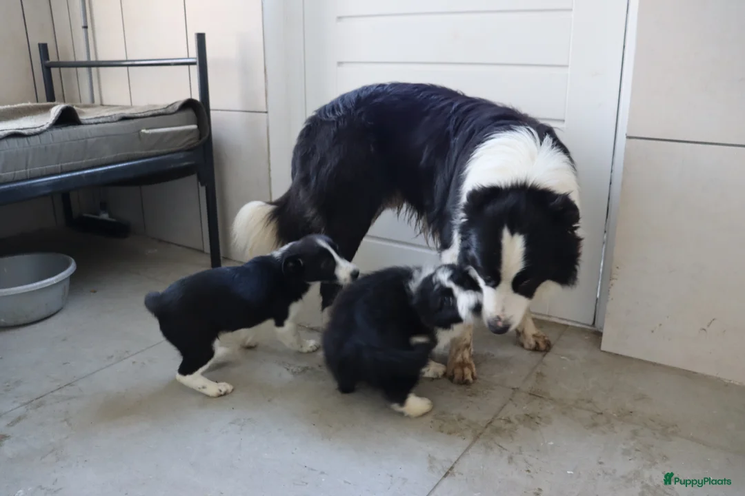 Border Collie honden te koop: Lieve border collie pups te koop - Advertentie 2