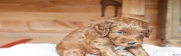 Australian Labradoodle honden te koop: Prachtige Australian Labradoodle pups in Velp - Advertentie 7