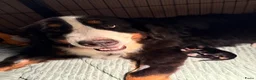 Berner Sennenhond honden te koop: Berner sennen pup - Advertentie 1