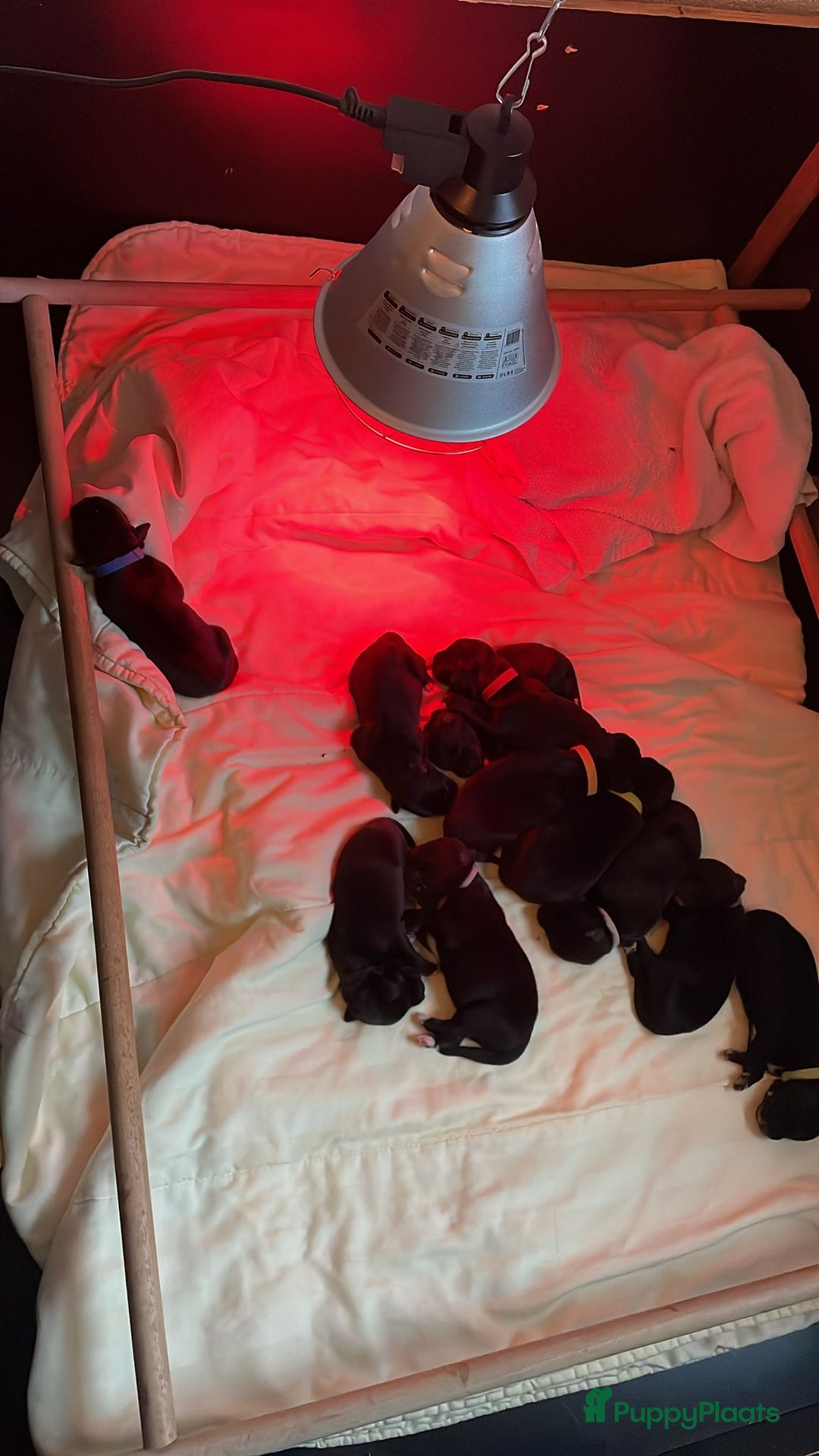 Kruising honden te koop: Boulab pups (Labrador/Berner Senner)  - Advertentie 7