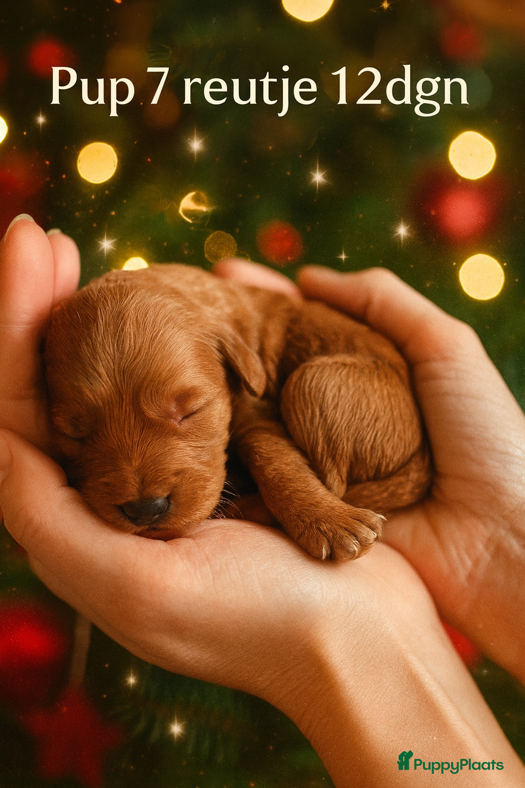 Labradoodle honden te koop: Labradoodle pups multigen super mooi❤️ - Advertentie 6