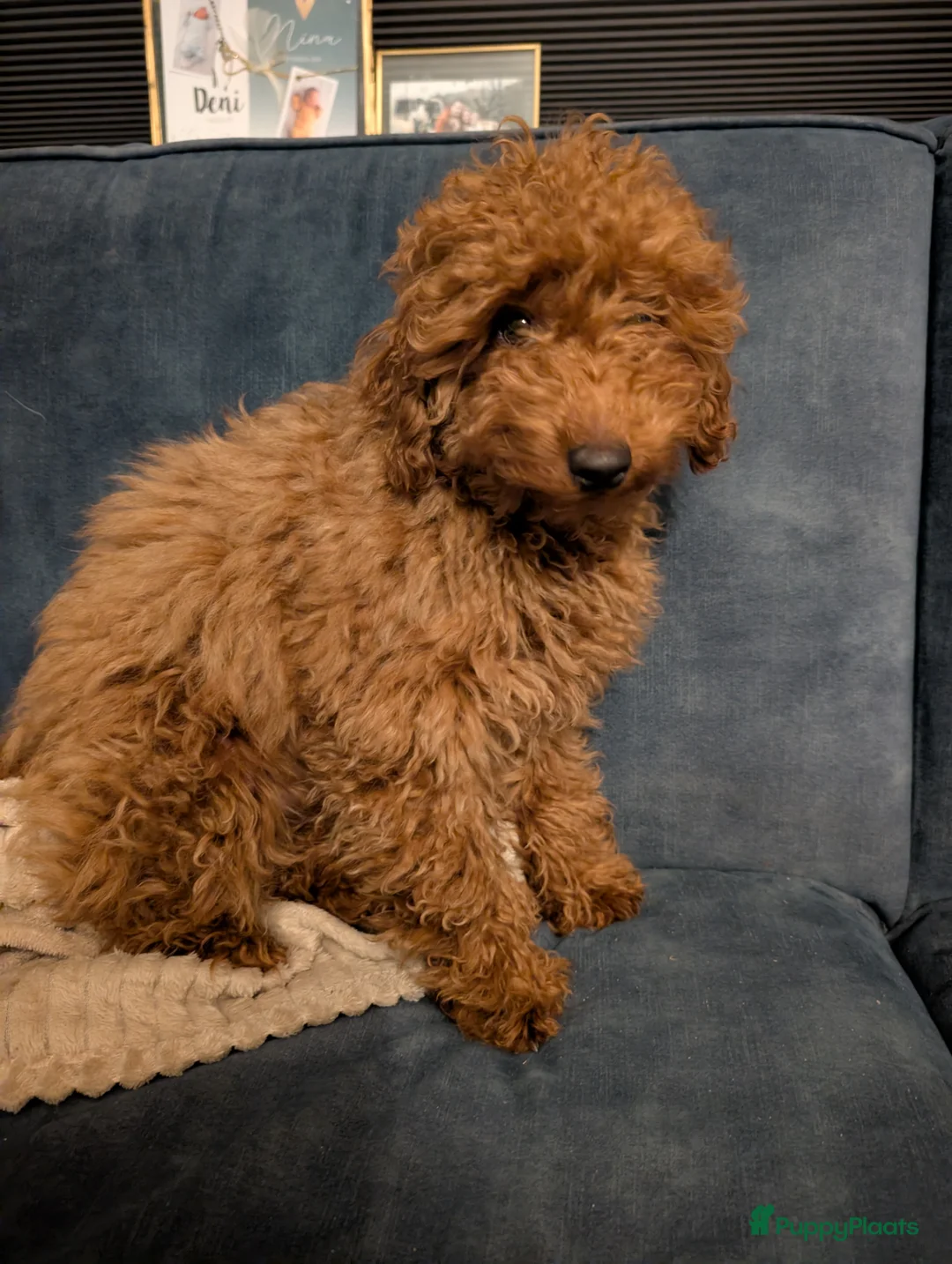 Kruising honden te koop: Toy poedel reutje 16 weken in IJmuiden - Advertentie 1