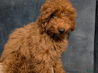 Kruising honden Toy poedel reutje 16 weken in IJmuiden - Advertentie 1