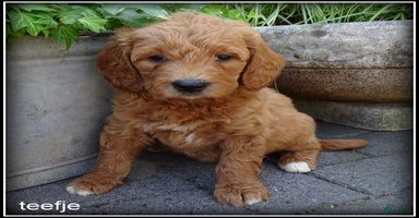 Labradoodle honden - Advertentie 3