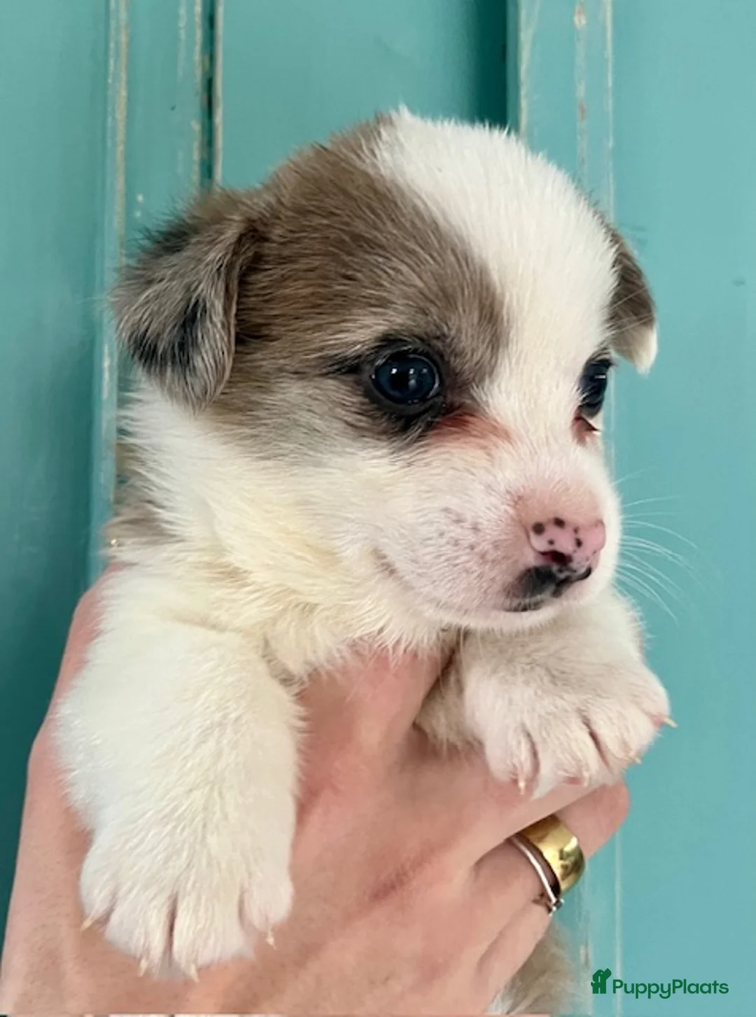 Welsh Corgi Cardigan honden te koop: Lief nestje met corgi pups beschikbaar - Advertentie 10