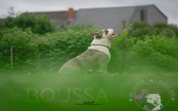 Amerikaanse Bully honden ter dekking: American Bully XL dekreu  - Advertentie 3