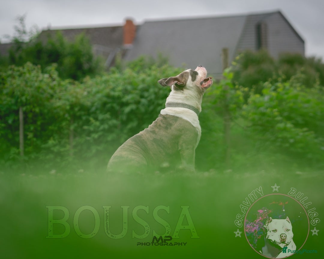 Amerikaanse Bully honden ter dekking: American Bully XL dekreu  - Advertentie 3