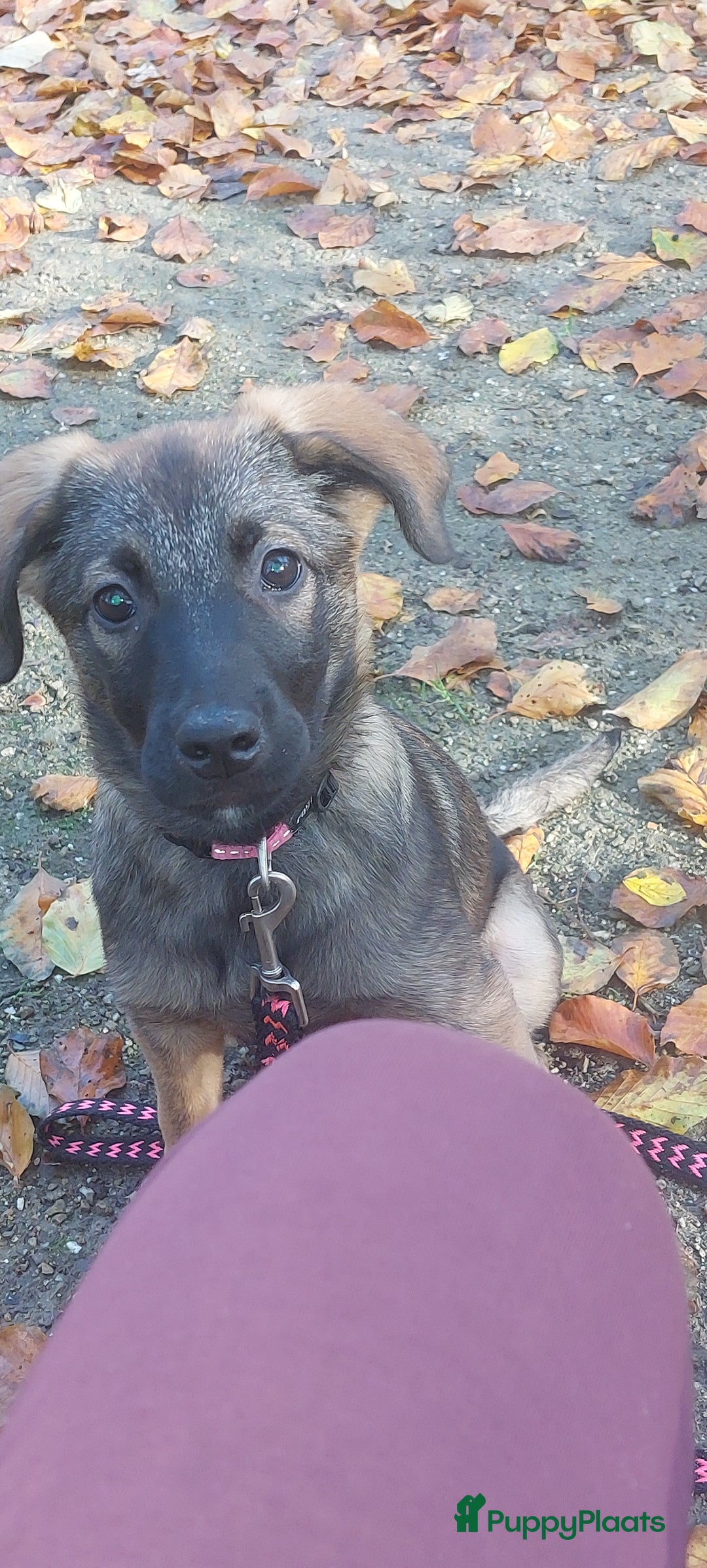 Kruising honden te koop: Lieve mechelse herder pup - Advertentie 9