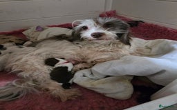 Havanezer honden te koop: Prachtige havanezer pups chocolade/wit in Weert - Afbeelding 5