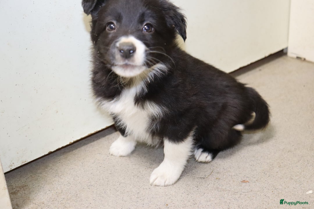 Border Collie honden te koop: Super Schattige border collie pups te koop - Advertentie 38