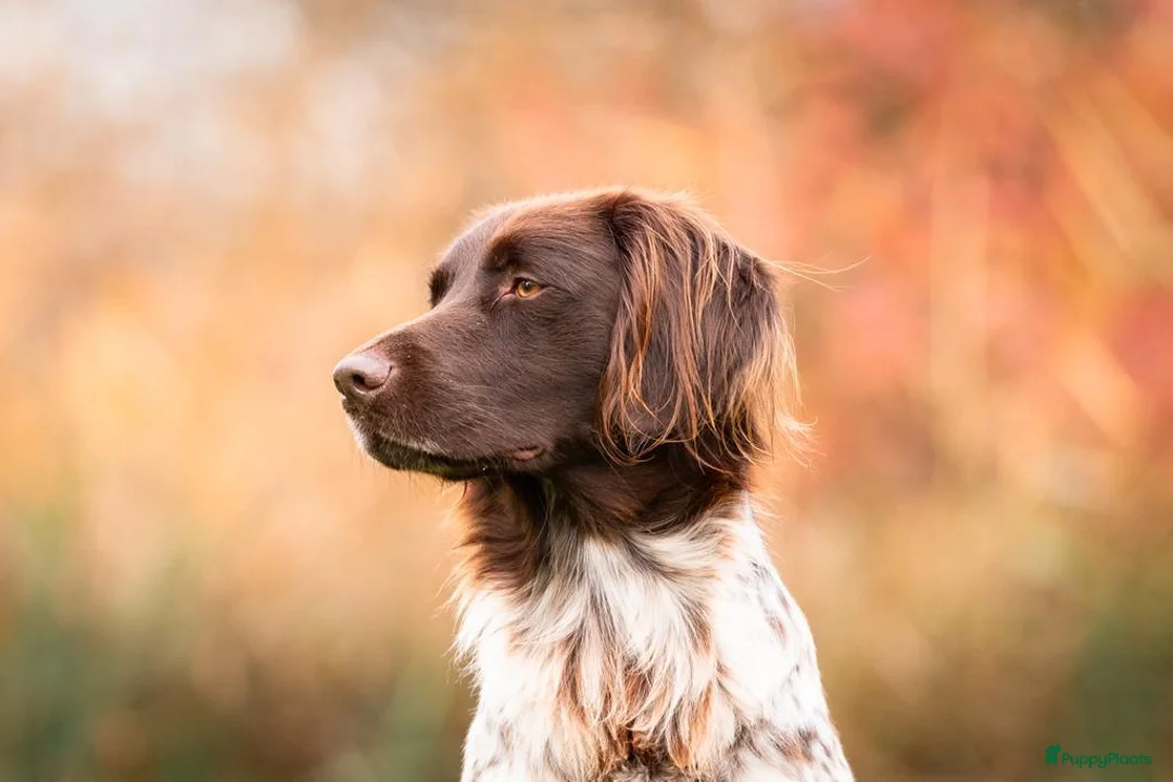 Heidewachtel honden te koop: Prachtige Heidewachtel puppy's aangeboden in Noordwijkerhout - Advertentie 6