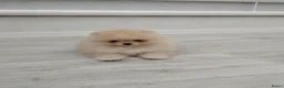 Pomeriaan honden te koop: Schattige Mini Pomeriaan pups  - Advertentie 3