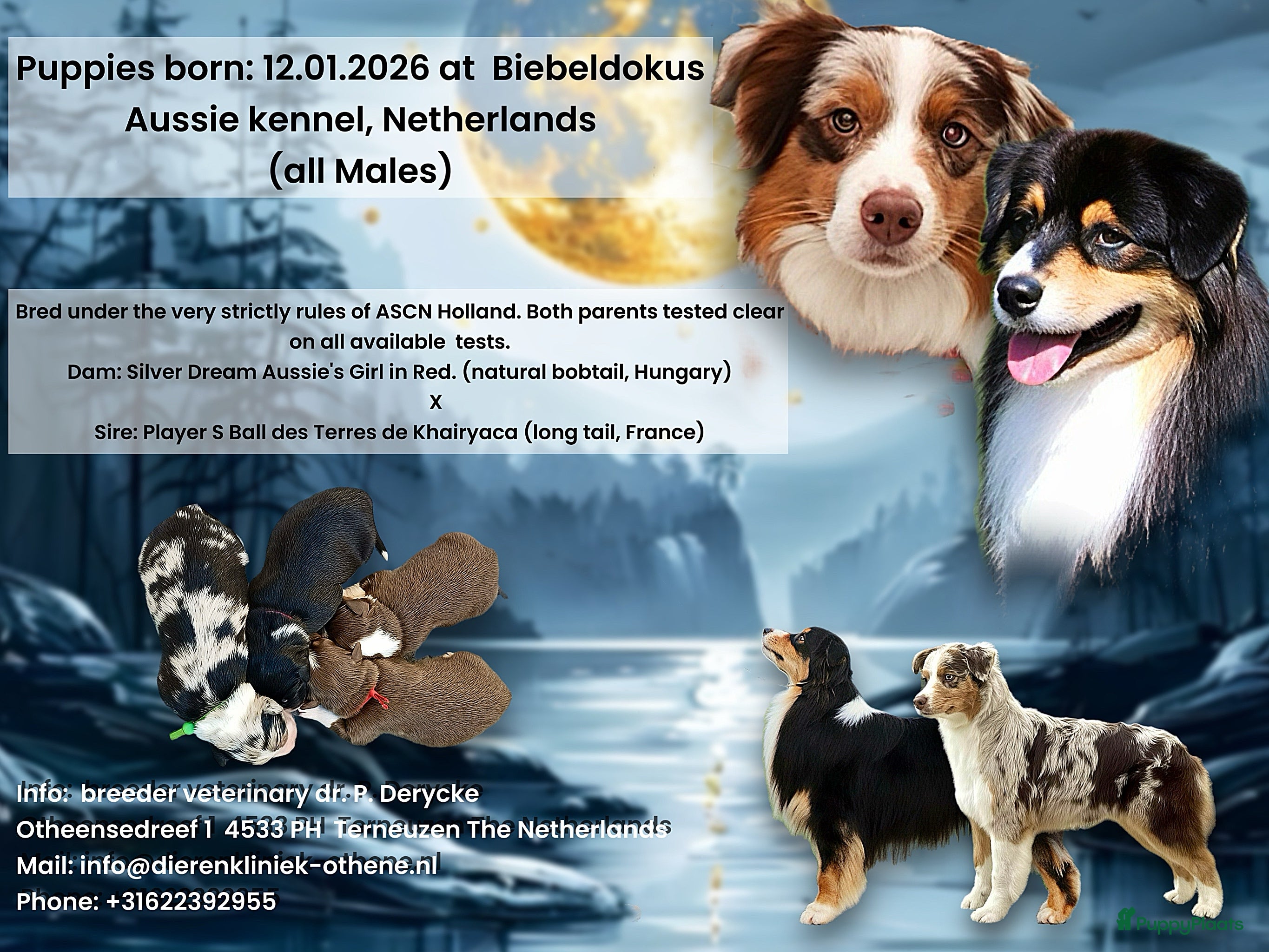 Australian Shepherd honden Australische Herderpups in Terneuzen - Advertentie 1