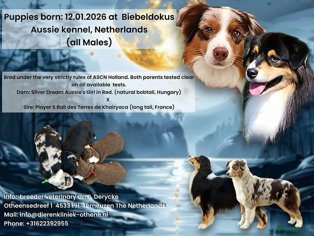Australian Shepherd honden te koop: Australische Herderpups in Terneuzen - Advertentie 1