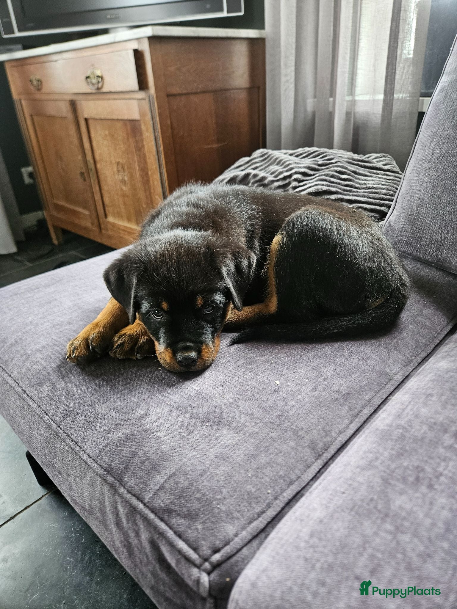 Rottweiler honden Nog 1 super lieve rottweiler reutjes - Advertentie 1