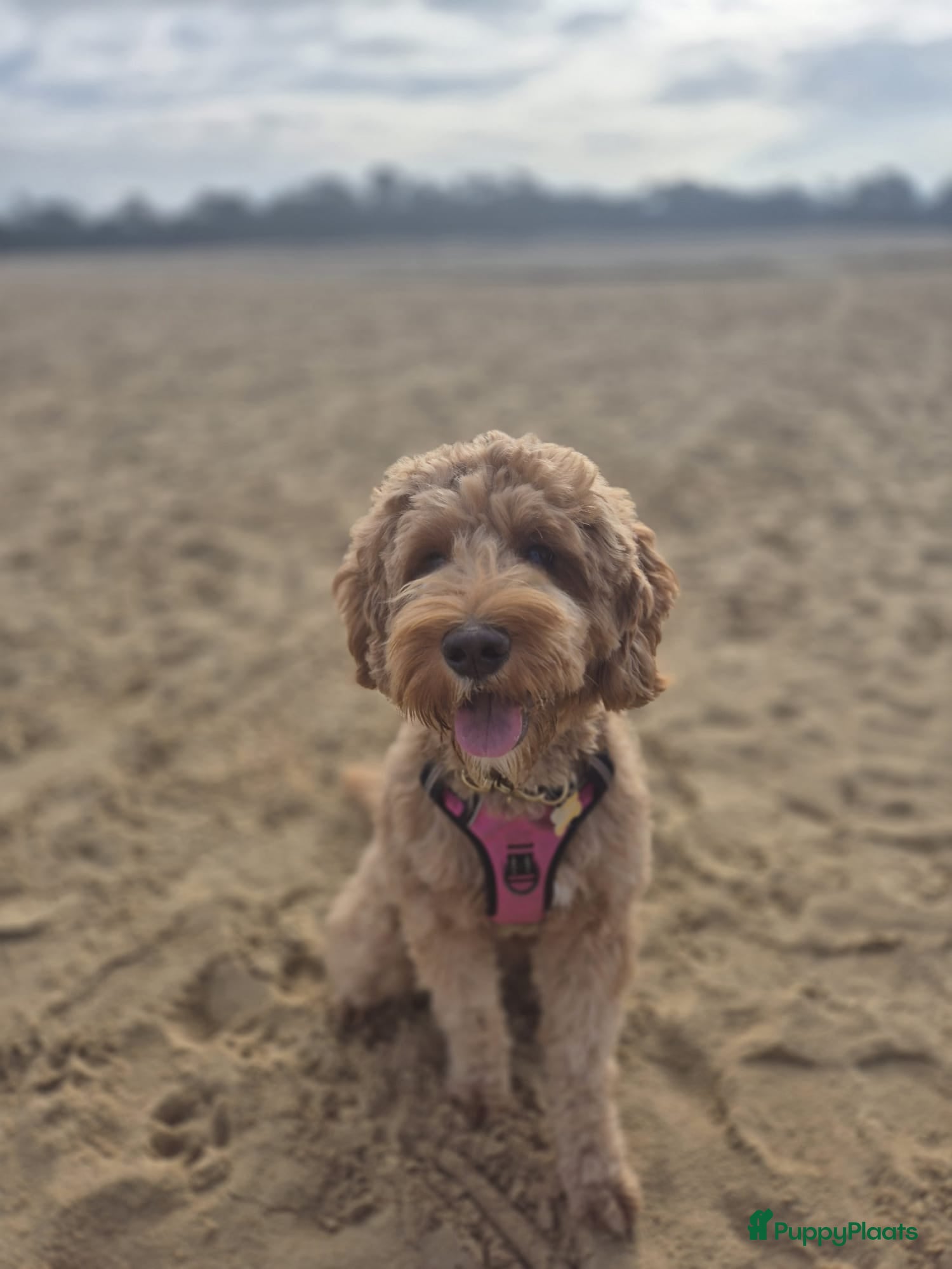 Australian Labradoodle honden te koop: Prachtig nestje Australian Labradoodles  - Advertentie 1