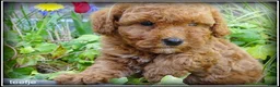 Maltipoo honden te koop: Maltipoo F1b pups - Advertentie 7