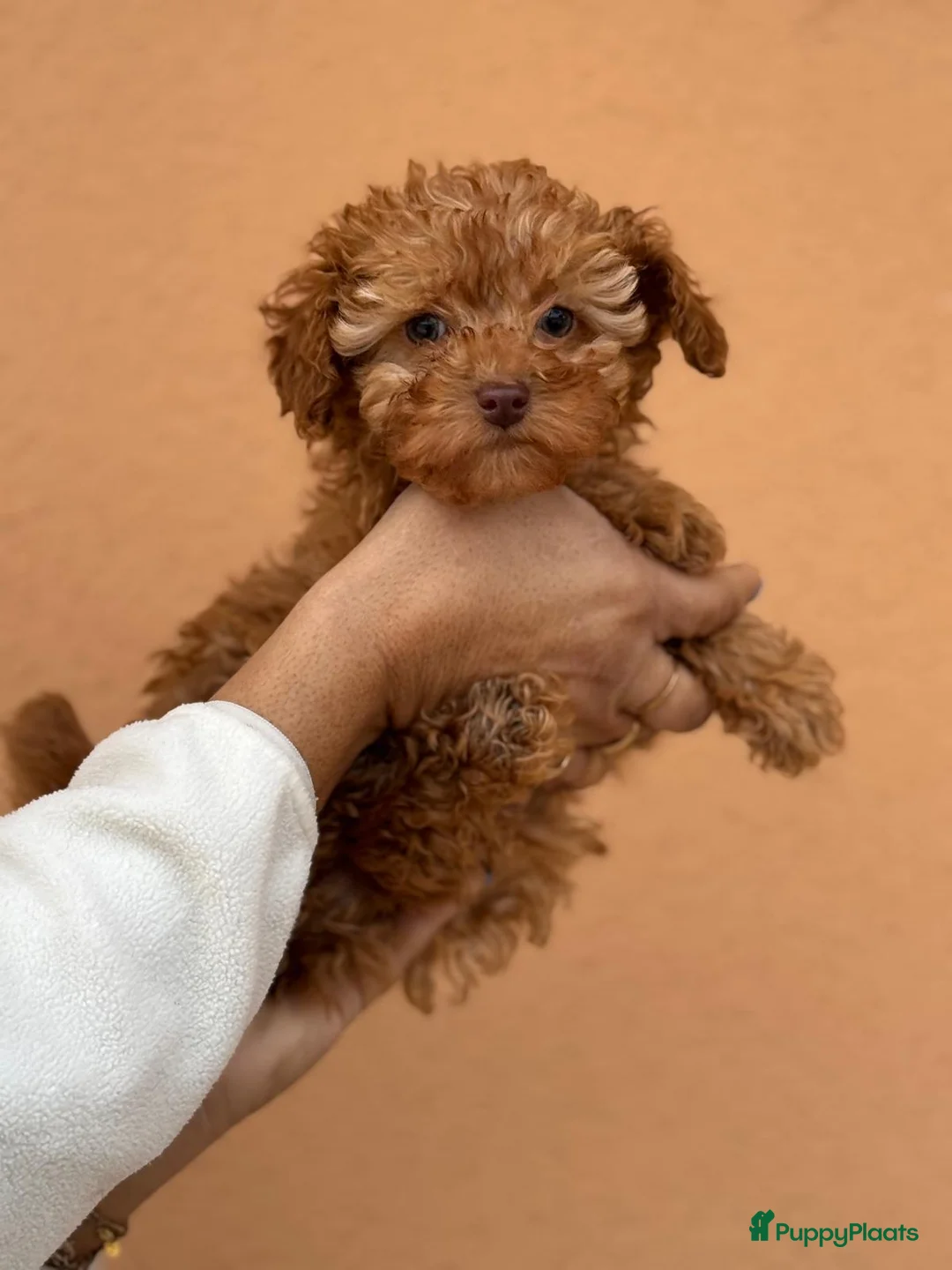 Poedel Toy honden te koop: Toypoedel toy poedel - Advertentie 4