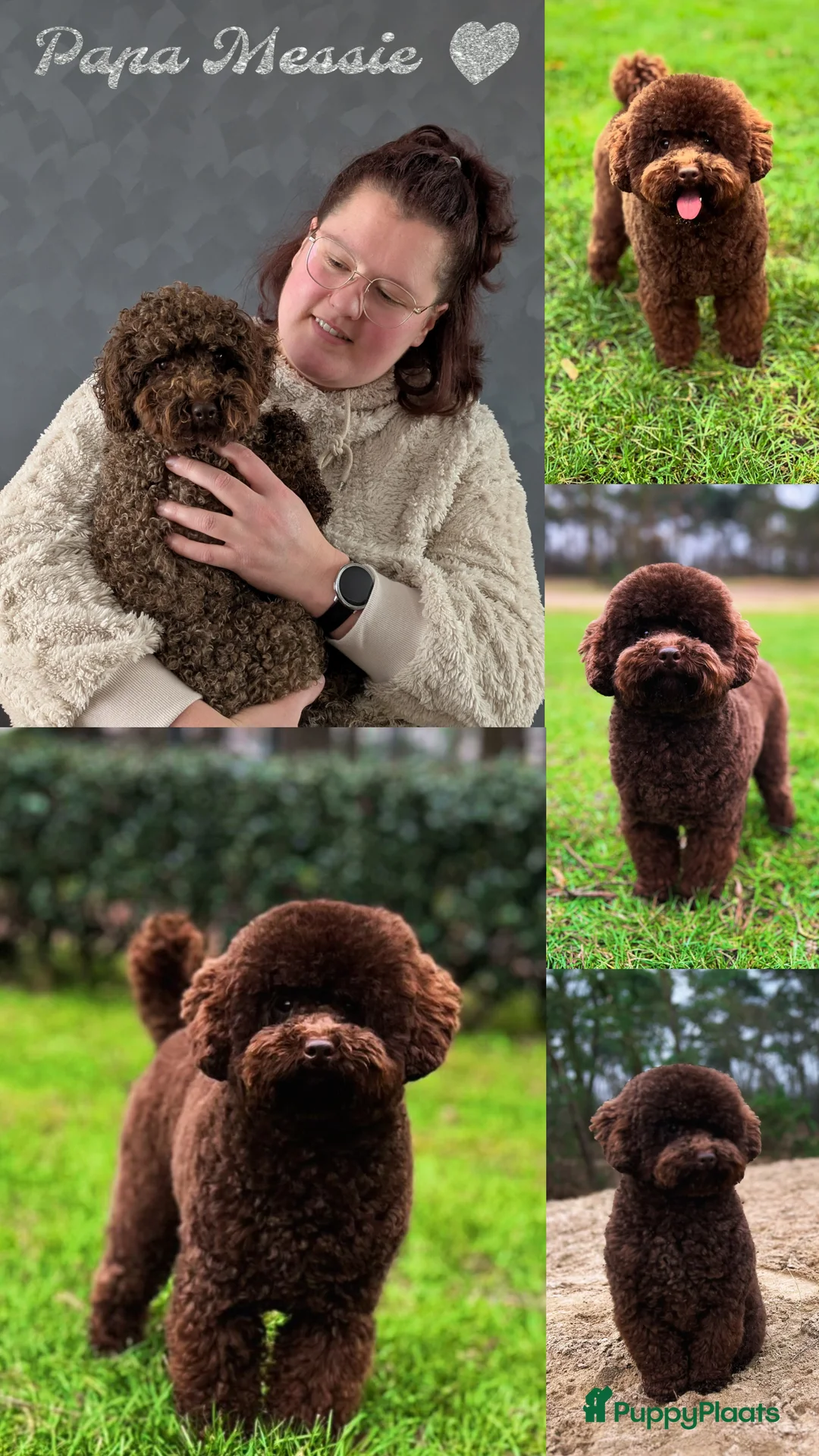 Maltipoo honden te koop: Fantastisch zwarte Maltipoo F1b 🥰 Anti-allergie - Advertentie 7