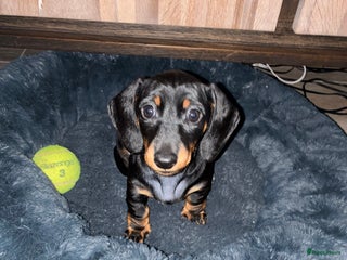 Teckel (korthaar) honden Te koop 4 mooi kanichen pups reutjes - Advertentie 5