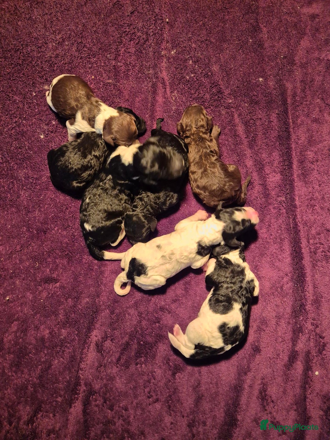 Poedel honden te koop: Schitterende Koningspoedel pups - Advertentie 8