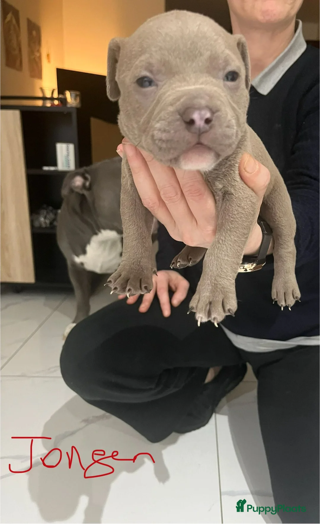 Amerikaanse Bully honden te koop: American Bully pup  - Advertentie 2